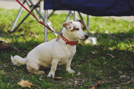 森林公园里美丽的狗杰克罗素猎犬