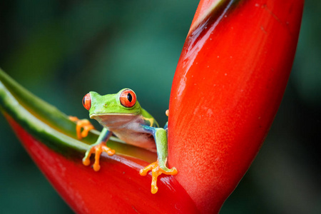 属热带红眼树蛙无毒彩色乔木蛙，有红色的眼睛和脚趾，绿色的身体和蓝色的翅膀，从红色的螺旋花。 热带雨林野生动物。
