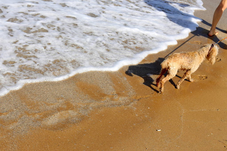 以色列地中海沿岸的一只狗