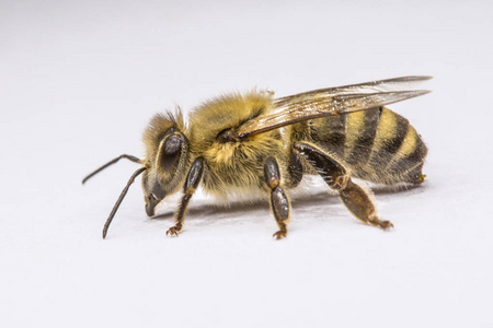大蜜蜂关门了。 蜜蜂的特写。 一种危险的昆虫。 一只可怕的蜜蜂。 可怕的黄蜂。 危险的苍蝇。 蜜蜂。 选择性聚焦。