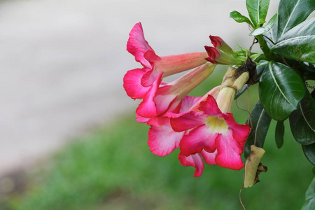 沙漠玫瑰热带花美丽的粉红色腺花园