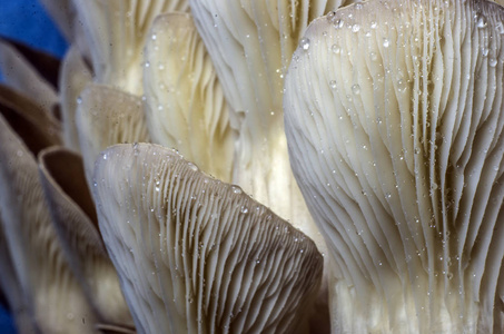 森林地带的蘑菇