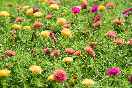 春天的正式花园。 美丽的花园，五颜六色的花朵，点缀着正式的花园。 公园。 美丽的花园。