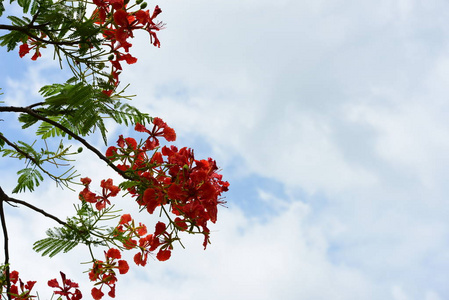 春天的正式花园。 美丽的花园，五颜六色的花朵，点缀着正式的花园。 公园。 美丽的花园。