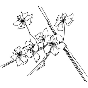 樱花野花在病媒风格孤立。 植物的全名樱花。 矢量花为背景纹理包装图案框架或边框。