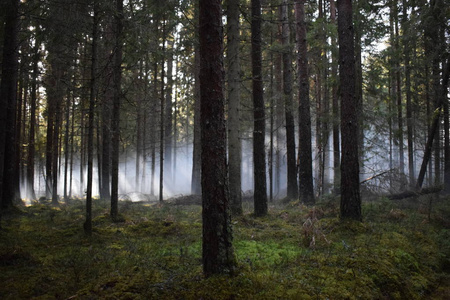 有一个惊人的照片与烟雾。在森林里度过了一个令人惊奇的时刻，那时太阳正冲破树木和烟雾。