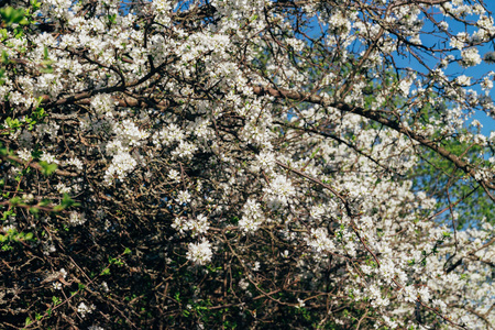 樱桃枝，花白，开在早春的花园里。