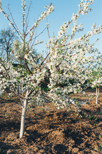 花中的樱桃树。樱桃枝，花白，开在早春的花园里。