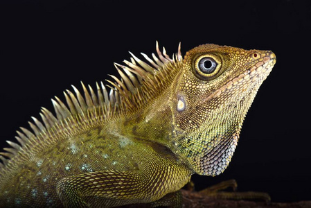 s angle head lizard Gonocephalus bellii