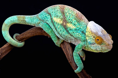 s giant chameleon Calumma parsonii