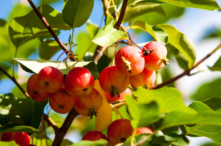 海棠和野生苹果。 苹果是蔷薇科的一个小的落叶苹果树或灌木的属图片
