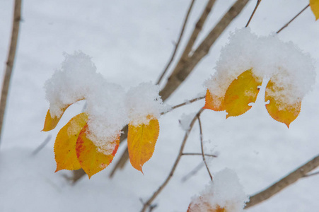 纹理背景图案。 第一场雪。 又白又蓬松。 雪中的黄叶。 十一月底。 俄罗斯中巷