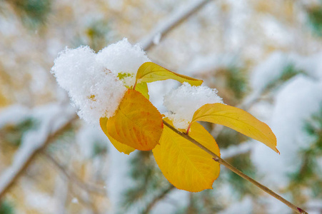 纹理背景图案。 第一场雪。 又白又蓬松。 雪中的黄叶。 十一月底。 俄罗斯中巷