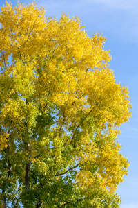 纹理背景图案。 黄红色的秋叶在树上。 美丽温馨的照片