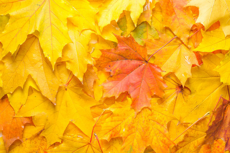 秋天的纹理。 五颜六色的枫叶。 这种现象在英国英语中通常被称为秋色或秋叶，秋天的颜色在美国英语中被称为秋天的叶子或简单的叶子。