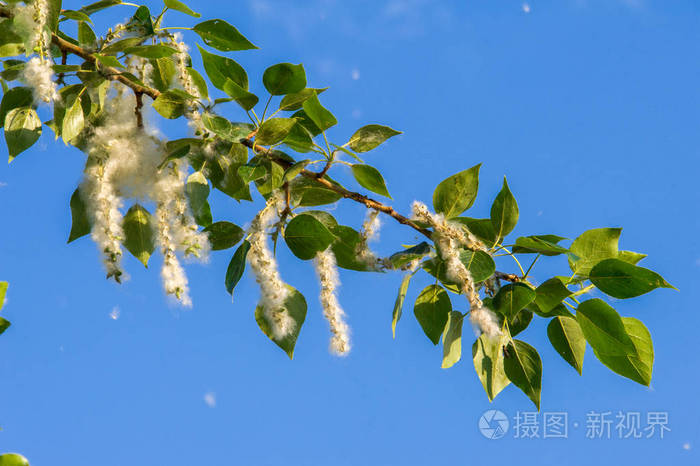 夏季景观杨树毛杨树的绒毛不应归咎于过敏夏天从杨树的绒毛开始神奇的