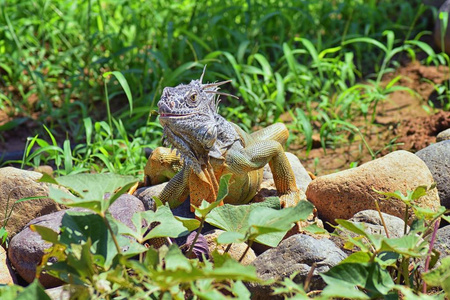 野生鬣蜥吃植物叶子在波多黎各瓦利亚塔墨西哥的一个草药花园。 果胶Ctenosaura通常被称为墨西哥刺尾鬣蜥或墨西哥刺尾鬣蜥是墨