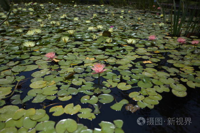 多种颜色的睡莲,夏天在池塘里热带游泳