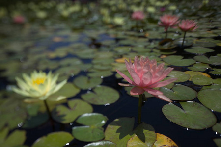 多种颜色的睡莲，夏天在池塘里热带游泳