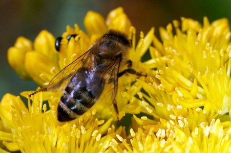 蜜蜂坐在黄花上休息