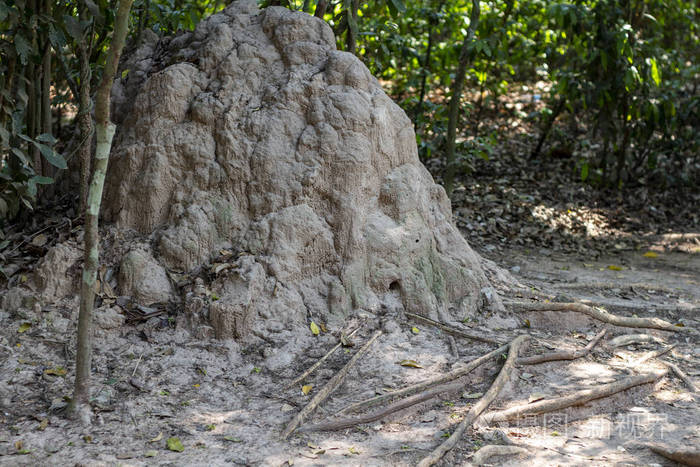 在丛林里的蚂蚁巢 沙子和木材是白蚁 野生昆虫建筑.