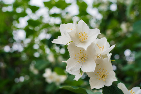 茉莉花白花和绿叶在灌木丛中盛开，在夏季公园的花卉背景下。 盛开的美丽的茉莉花