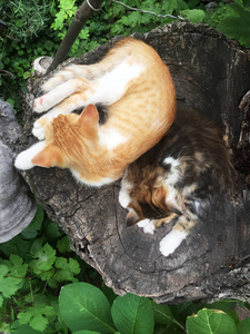 两只小猫睡在树上