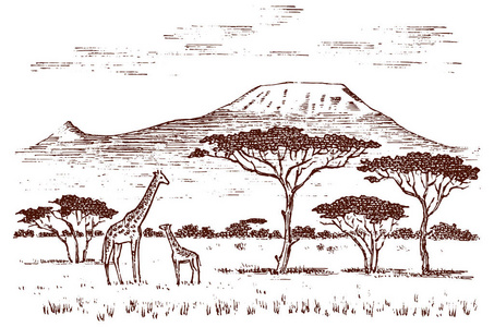 老式非洲风景。探险和野长颈鹿。在萨凡纳的乞力马扎罗山山。动物雕刻手工画旧单色素描标签