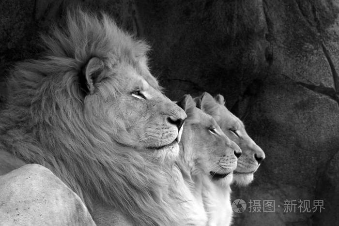 一列三只狮子,一只雄性和两只雌性.