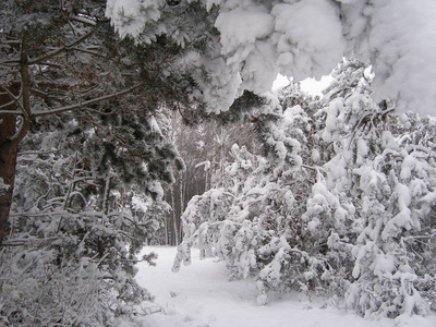 白雪覆盖。 冬天的风景，树木白雪