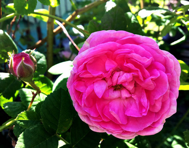 五颜六色的照片显示盛开的花朵玫瑰与绿叶不寻常的香气花束植物。 由青草上的雌蕊雄蕊组成的花玫瑰图案。 玫瑰花中的植物花束。