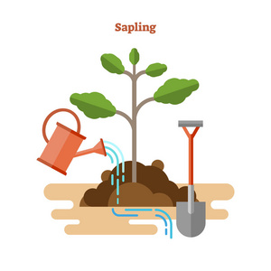 平的向量例证与树苗过程。在泥土和泥土中, 用绿芽浇水罐和铲来绘制园艺和幼苗。生态植物学基础
