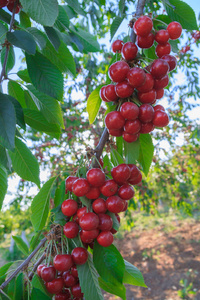 夏天树枝上挂着成熟樱桃的浆果