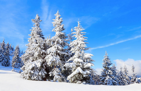 令人难以置信的冬季场景，积雪覆盖森林高山。 新年树木覆盖着柔软的雪。 雪花覆盖着树木和树枝。 美丽的冬季背景。