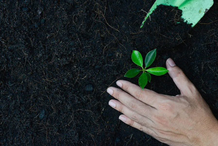 3.人手拿勺子把植物种在地上