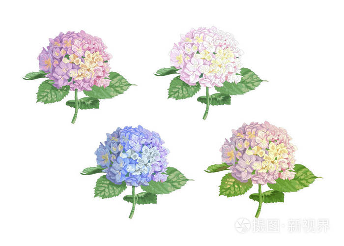 插画 一组矢量高度详细的现实插图绣球花孤立在白色上.