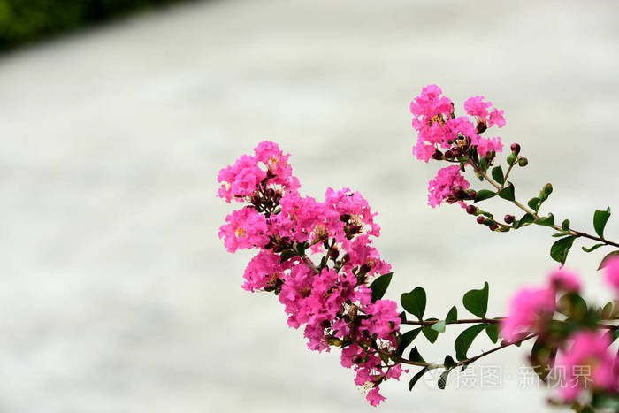 花园里美丽的花在夏天绽放.点缀着正式的花园 公园 美丽的花园.