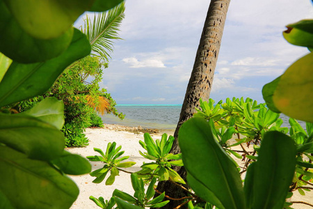 通过绿色植物叶片观赏印度洋绚丽的蓝色绿松石水。 马尔代夫。