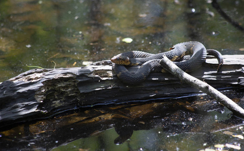 阔带水蛇nerodiafasciat a confluens栖息在沼泽木上