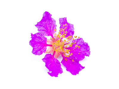 s Flower Lagerstroemia speciosa