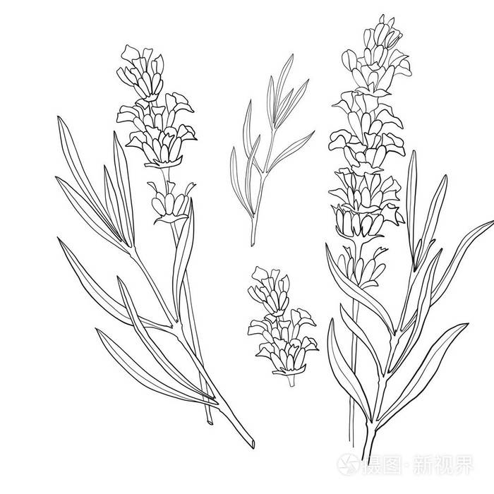 手工绘制的薰衣草植物插图.老式的药用草药和植物收藏品.