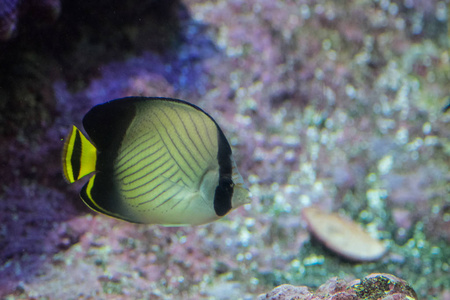 水族馆里的鱼