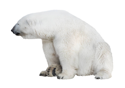 北极熊在白色背景上被隔离