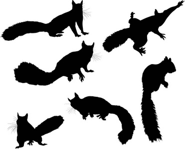 六只松鼠在白色背景下分离的插图