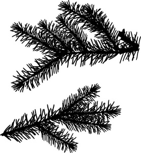 白色背景中分离出的黑色杉木枝的插图