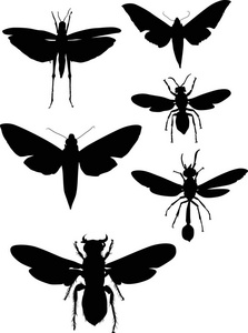 白色背景下分离的昆虫收集插图
