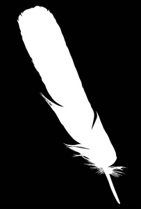 黑色背景的单白羽毛插图