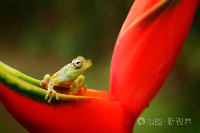 红色蹼状树蛙带红色花的两栖动物在自然栖息地青蛙从哥斯达黎加广角