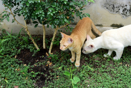 可爱的猫在房子里走来走去。