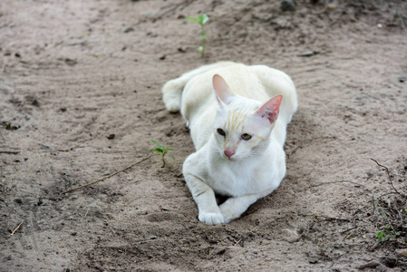 可爱的猫在房子里走来走去。